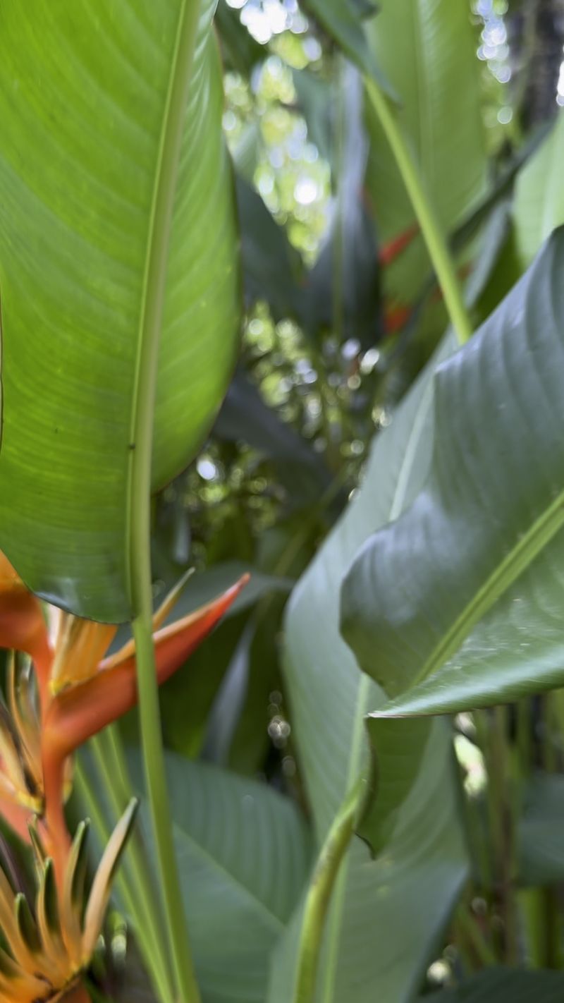 Orange heliconia flowers among broad green leaves