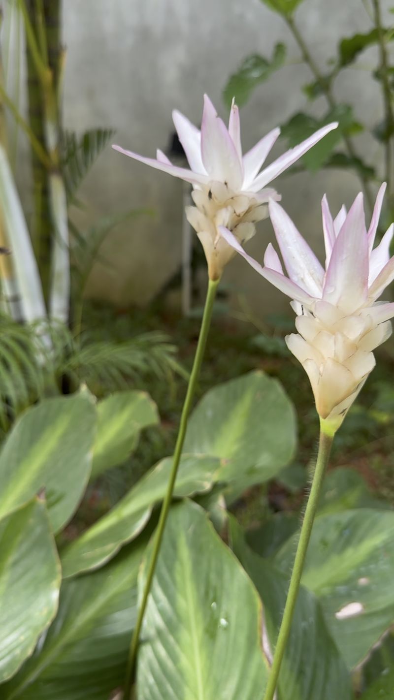 White ginger lilies flowering in the garden
