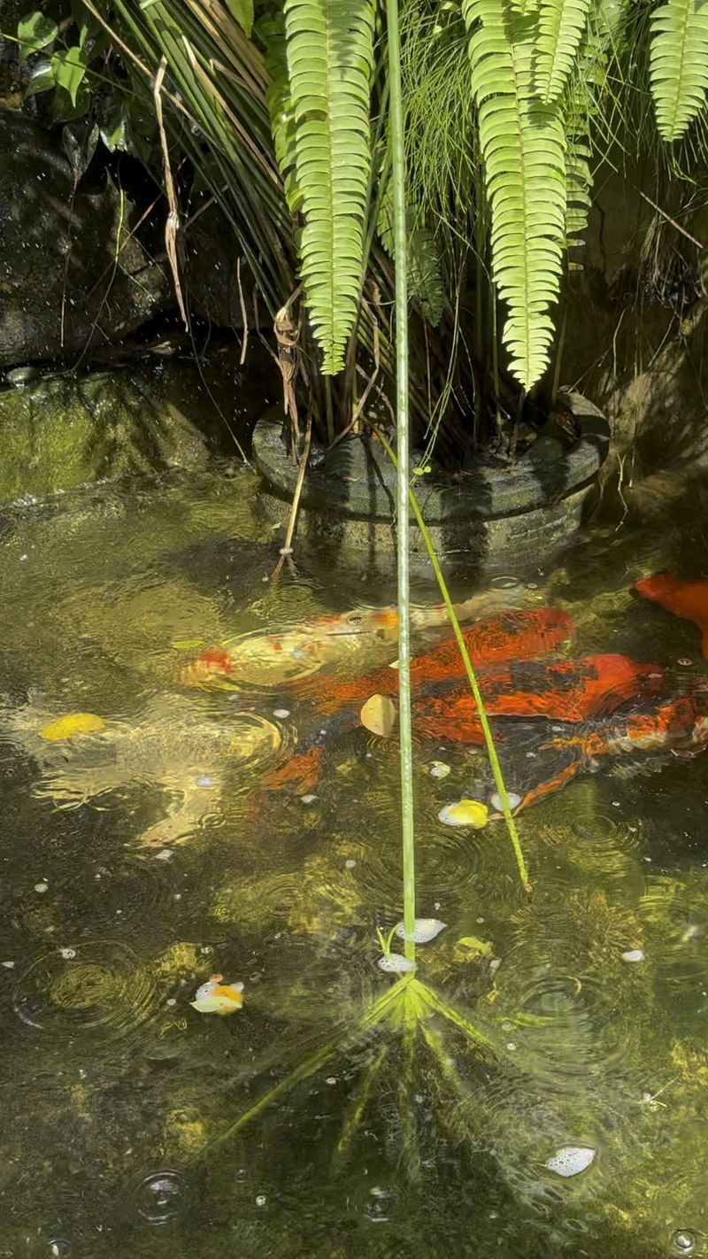 Orange fish swimming in the clear garden pond