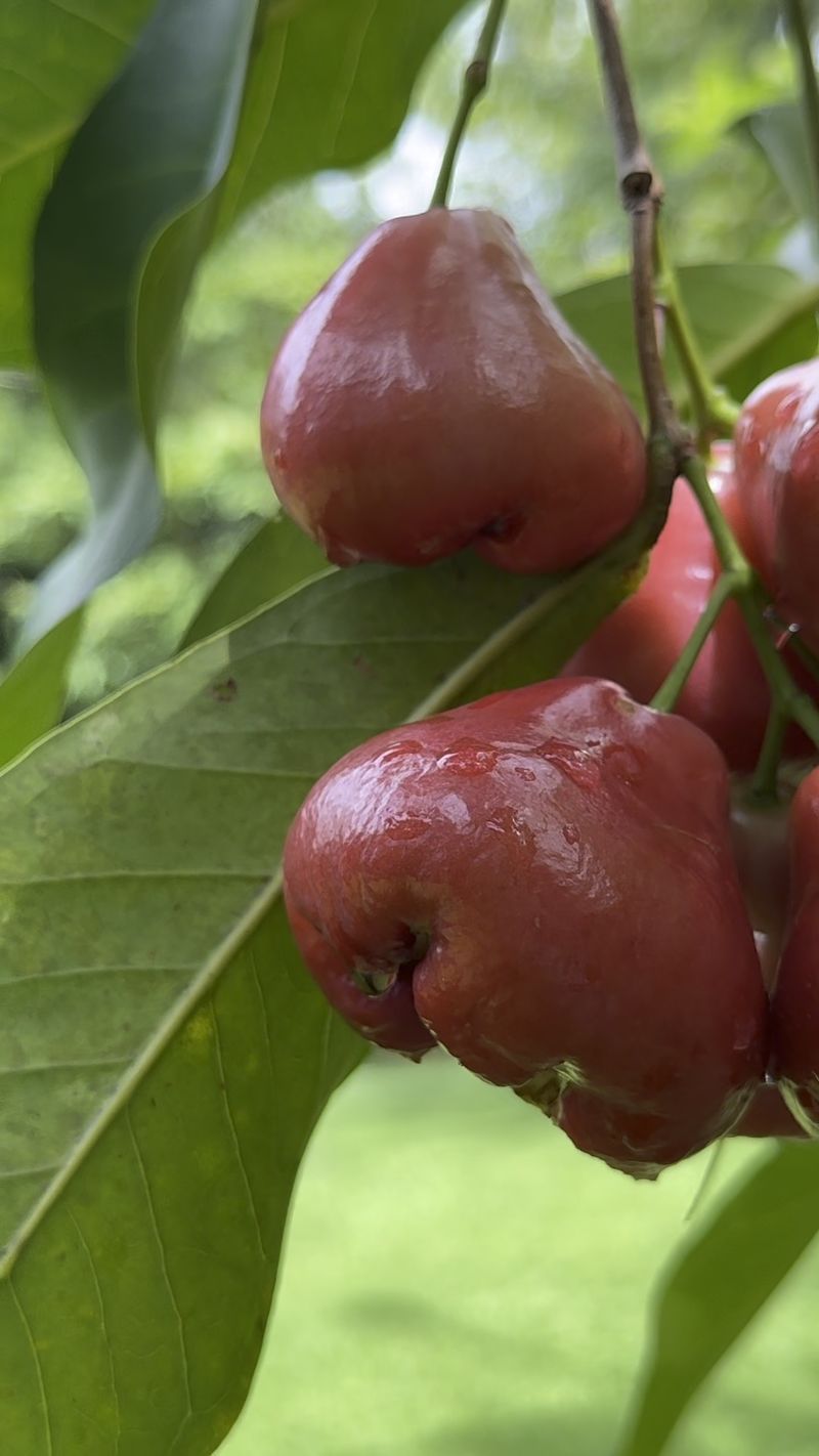 Rose apples ripening on a tree in the garden