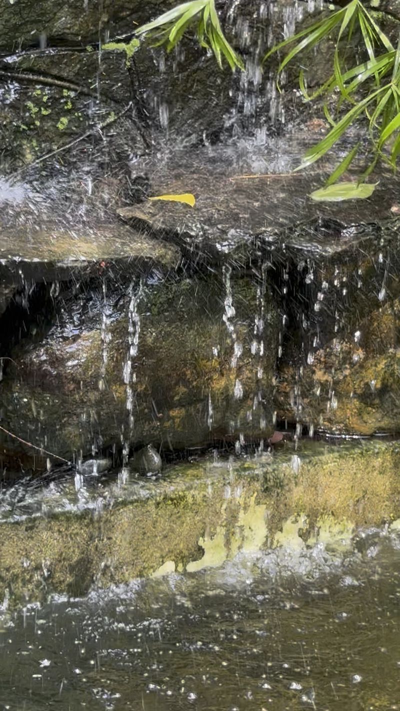 A small stream running over stones among ferns