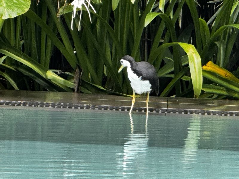 A white-breasted waterhen standing at the edge of the pool among spider lilies