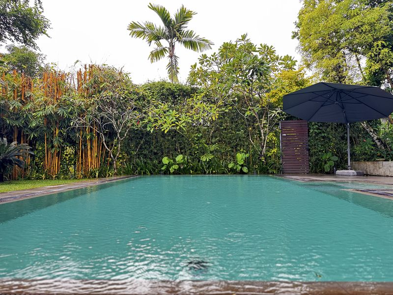 The private pool with a shade umbrella, golden bamboo and a palm behind